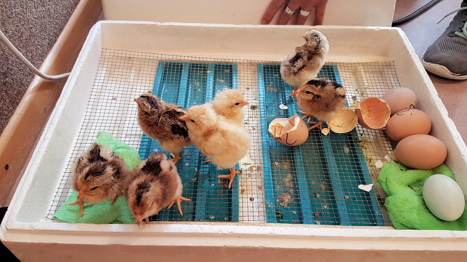 Alle sieben Küken sind geschlüpft – das Wunder des Lebens