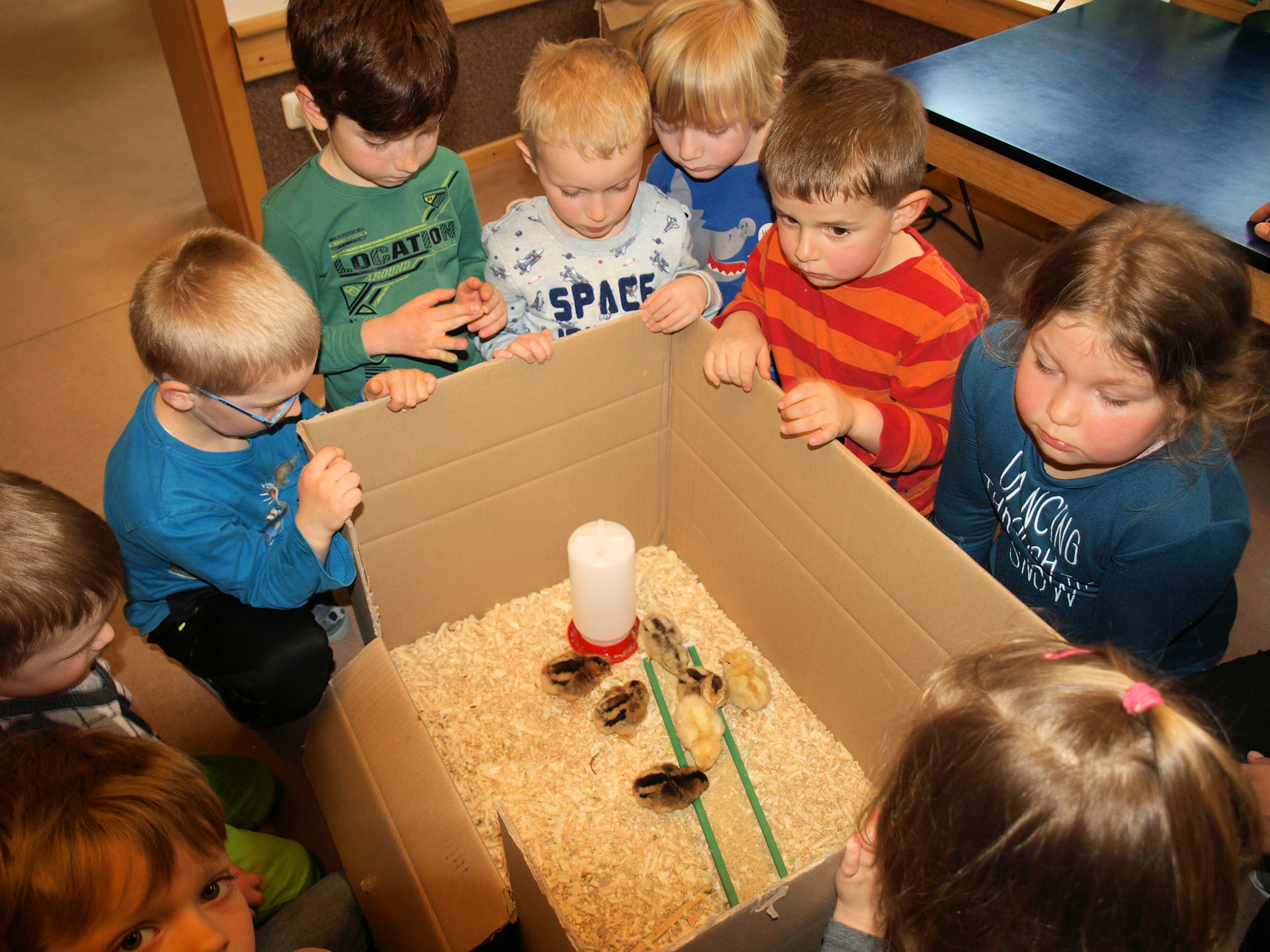 Die vielen Kinder machen den Küken nichts aus, sie sind es bereits gewohnt.