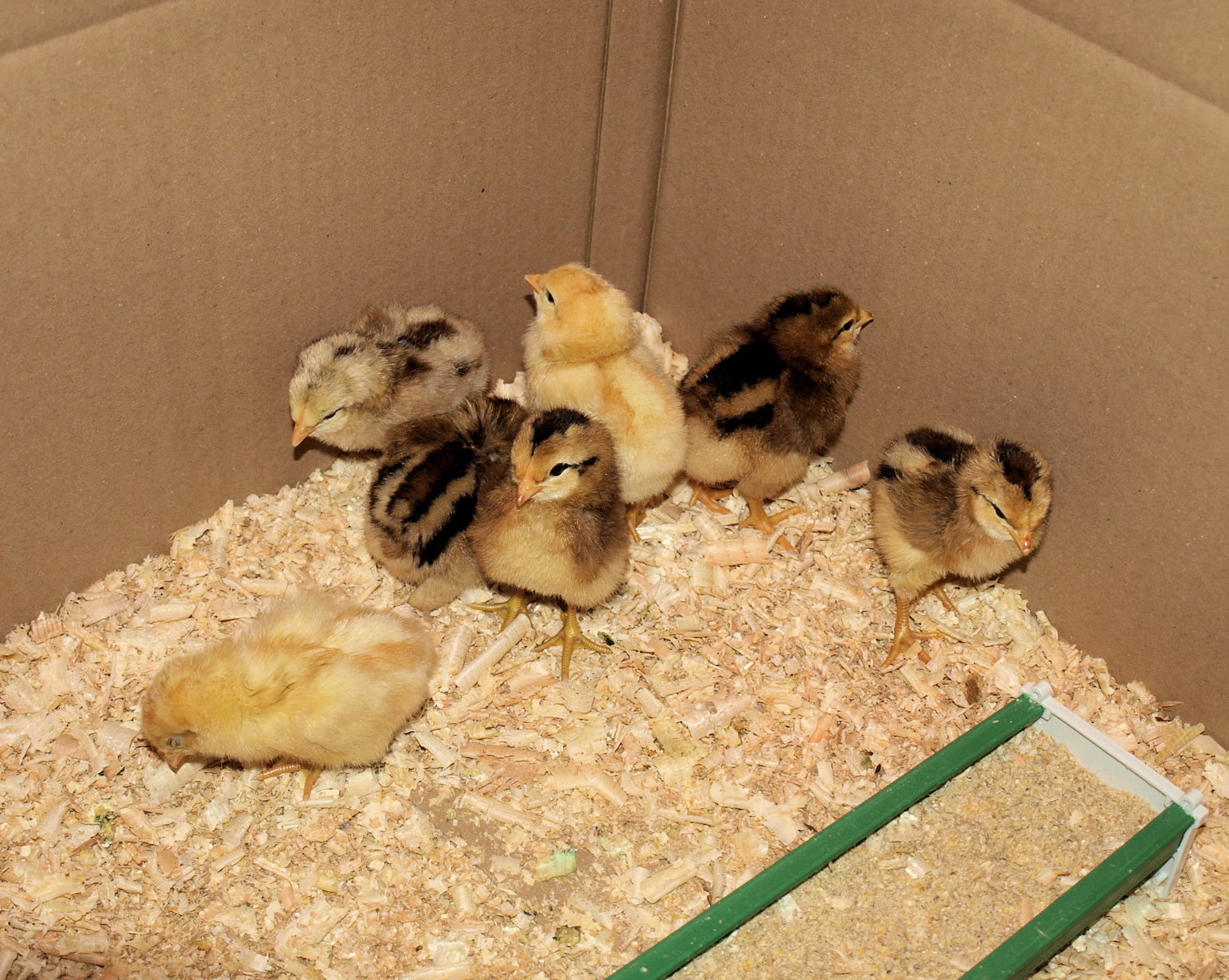 Ein Wunder der Natur – Nachwuchs im Kindergarten