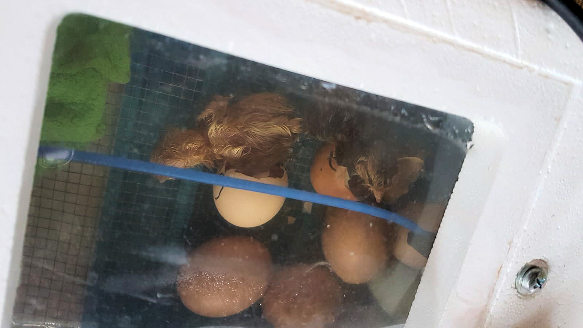 Im Inkubator schlüpfen die ersten Küken